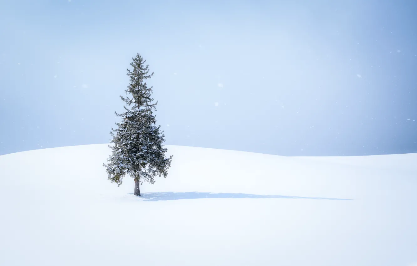 Photo wallpaper snow, tree, shadow, snow, tree, shadow, snowing