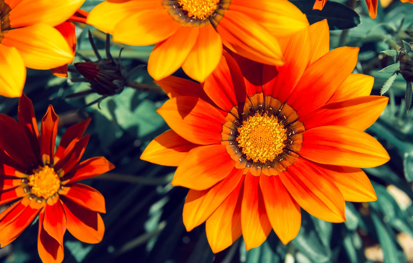 Photo wallpaper flowers, color, petals, Gazania