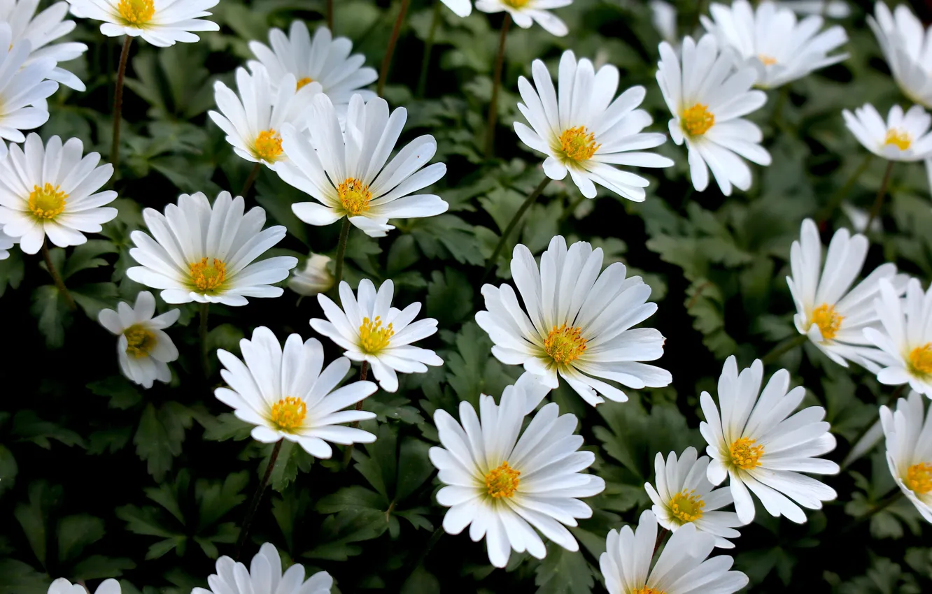 Photo wallpaper flowers, glade, leaves, white, a lot, anemone, wild anemones