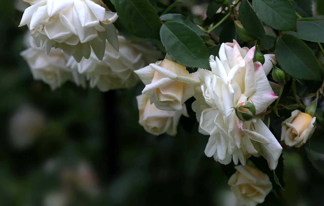 Photo wallpaper leaves, flowers, roses, garden, white, buds, rose Bush