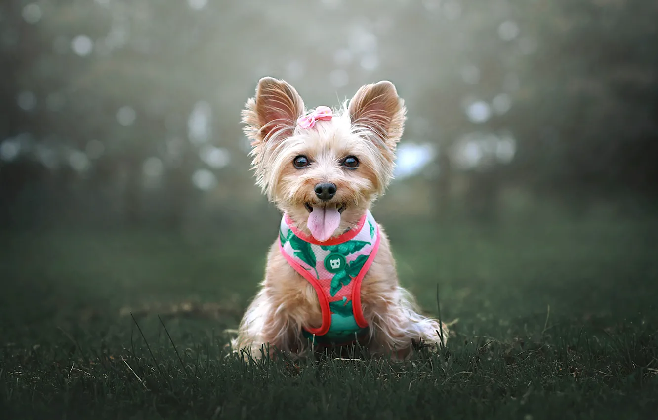 Photo wallpaper language, grass, look, nature, glade, dog, collar, face