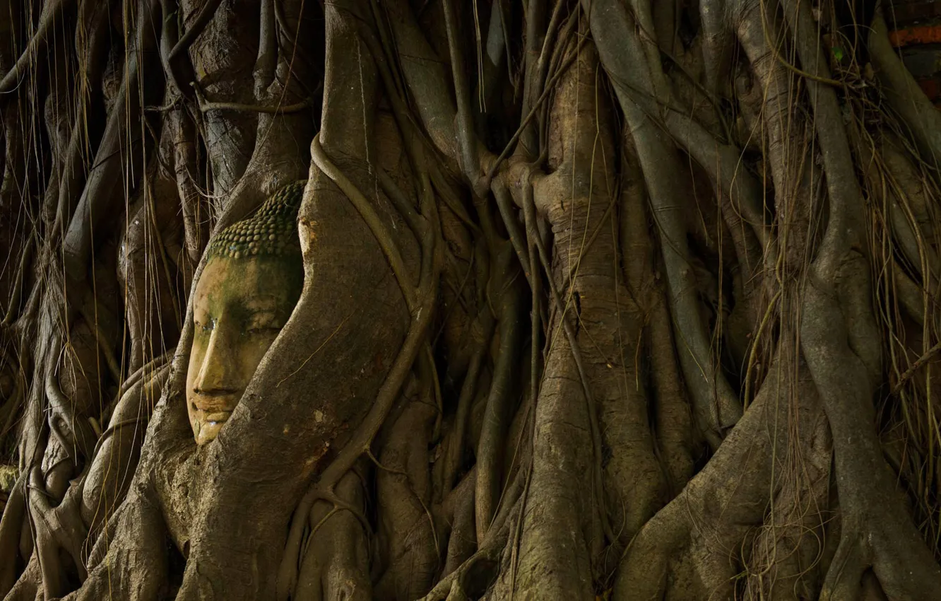 Photo wallpaper trees, roots, Thailand, statue, Buddha, Ayutthaya