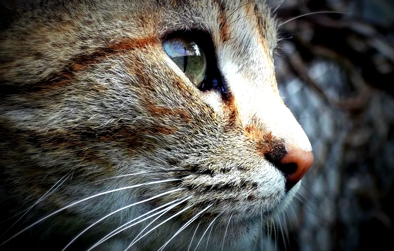 Photo wallpaper animals, cat, macro