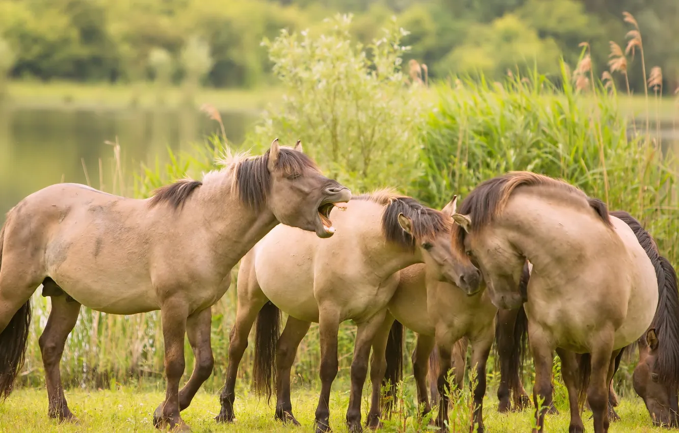Photo wallpaper summer, nature, horse