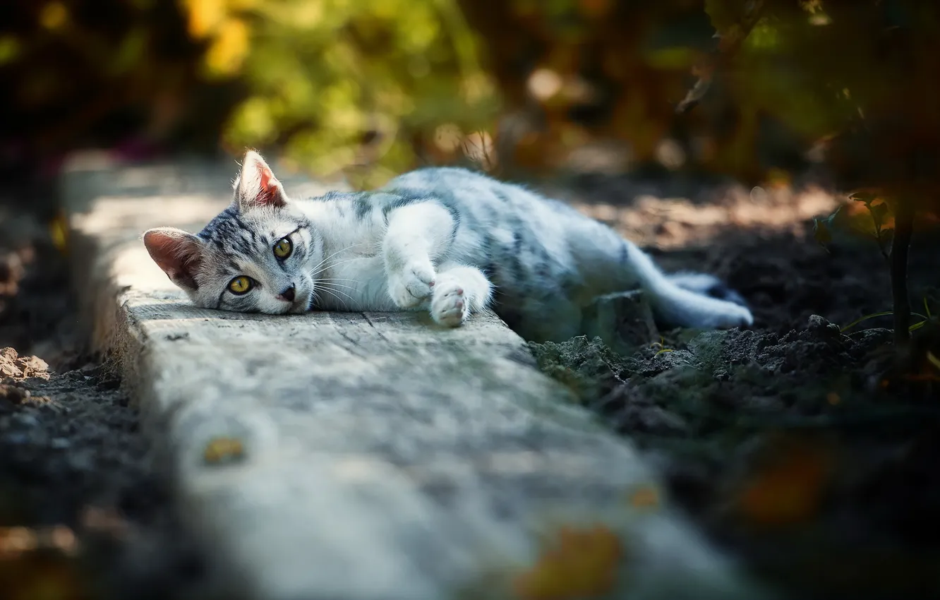 Photo wallpaper cat, look, background