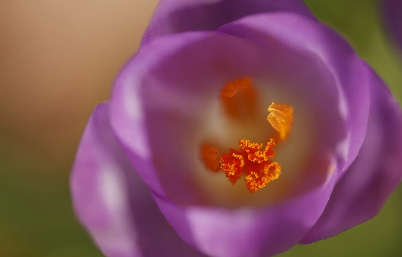 Photo wallpaper macro, flowers, spring, crocuses, flowering