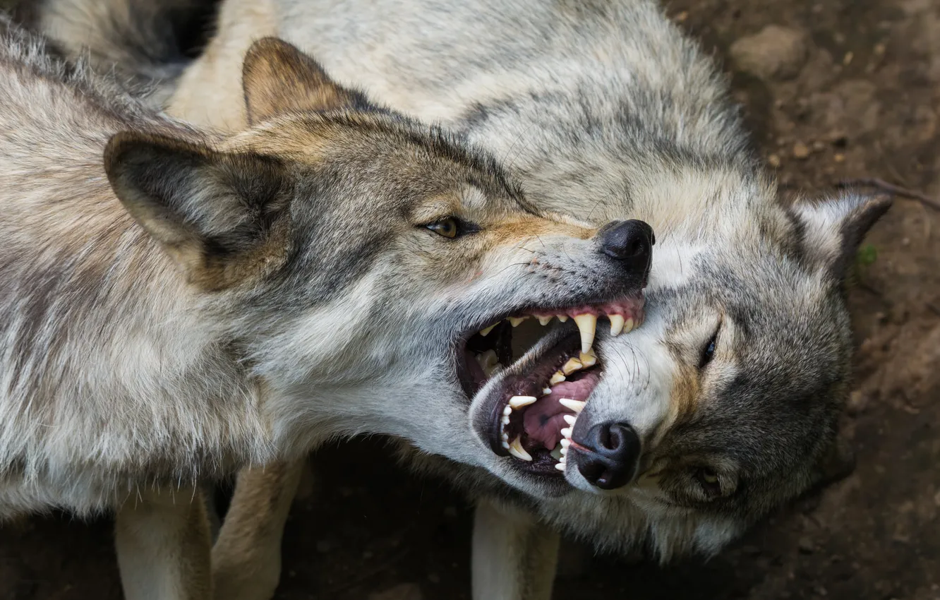 Photo wallpaper predators, mouth, fangs, wolves