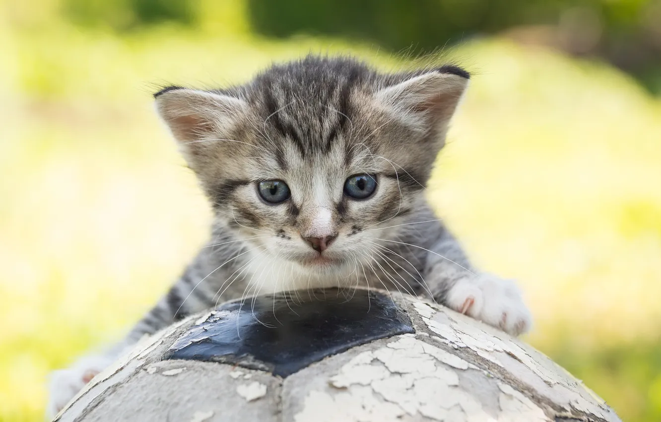 Photo wallpaper cat, blue eyes, ball