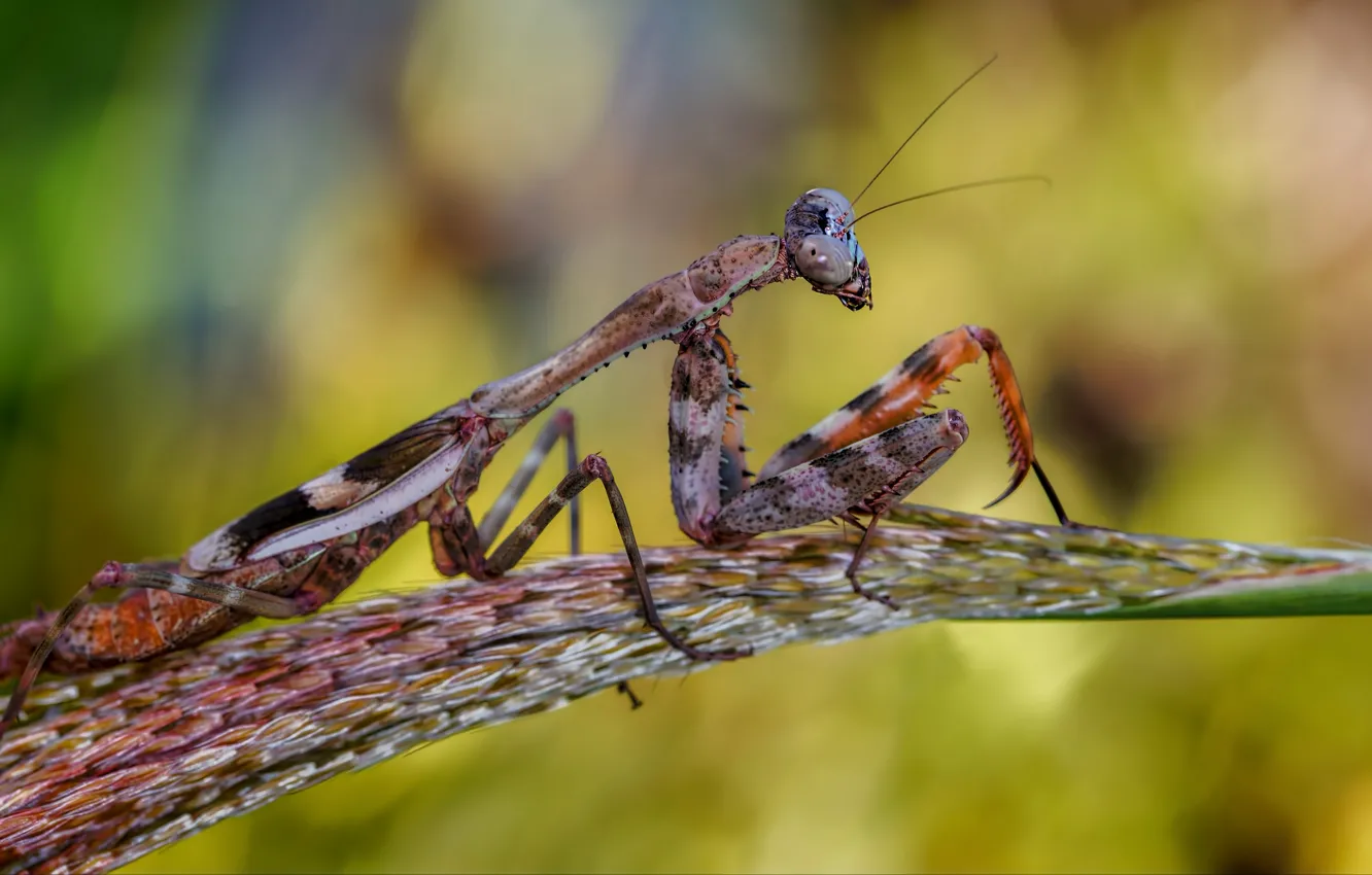 Photo wallpaper macro, mantis, insect