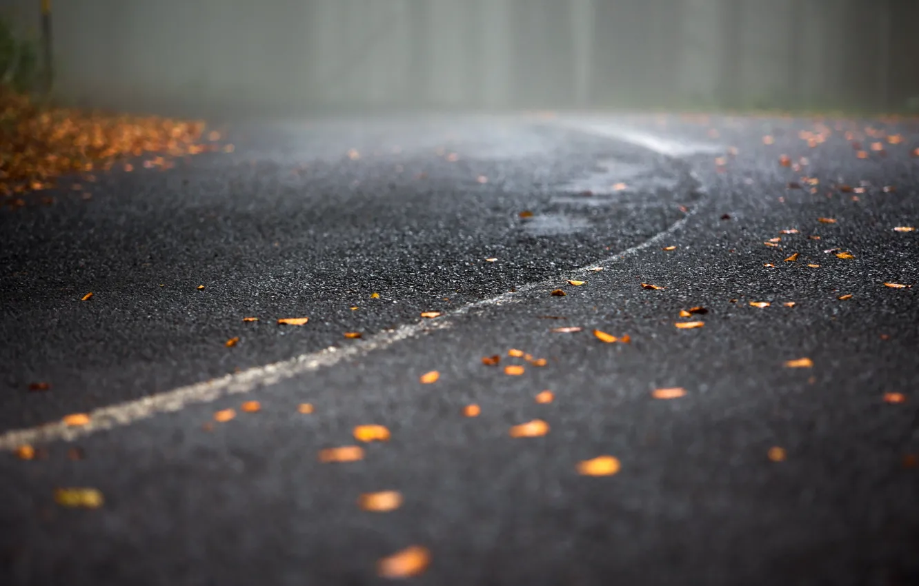 Photo wallpaper road, leaves, fog