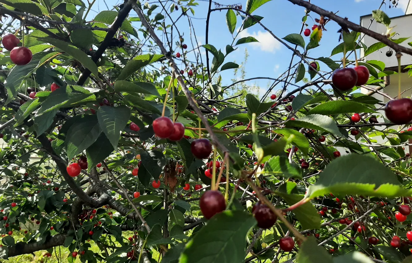 Photo wallpaper fruit, Tree, mature