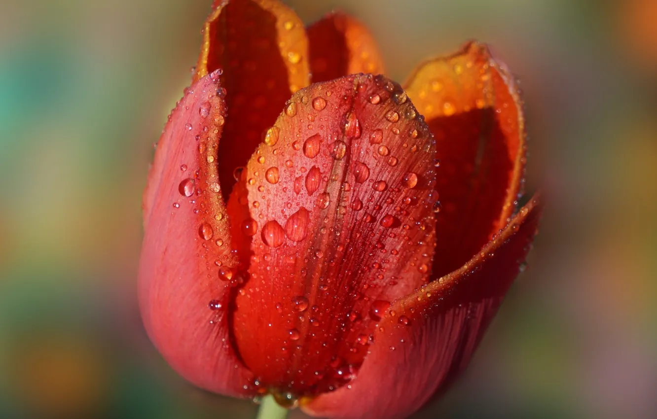 Photo wallpaper flower, tulips, blooming