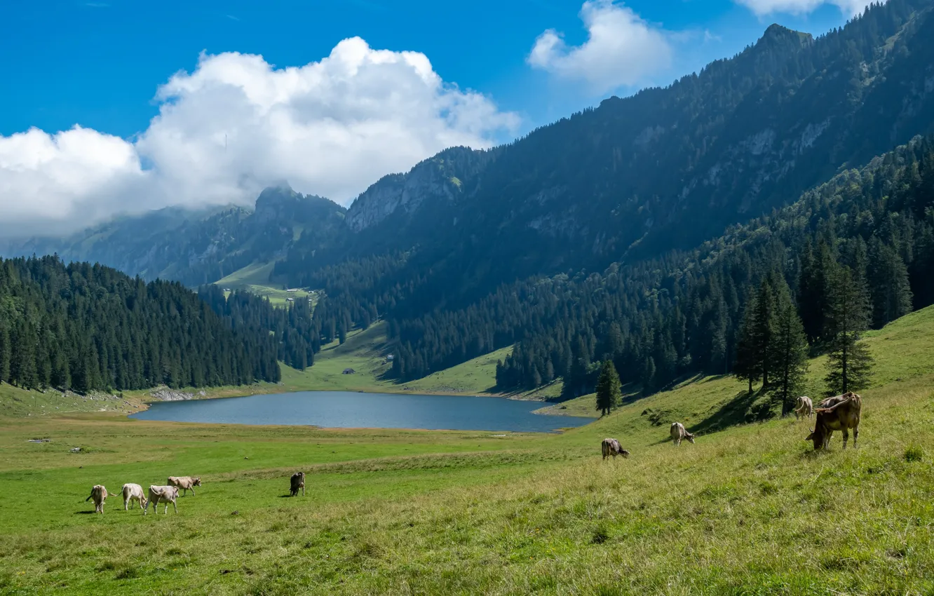 Photo wallpaper mountains, cows, Alps, pasture, meadow, the herd