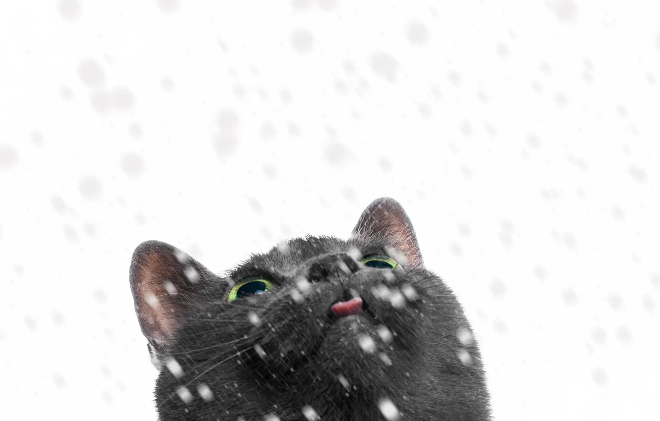 Photo wallpaper cat, look, snow