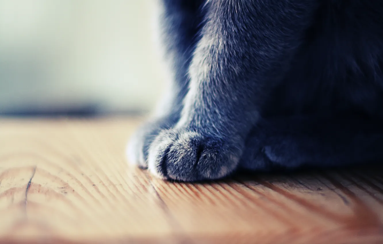 Photo wallpaper cat, animal, legs
