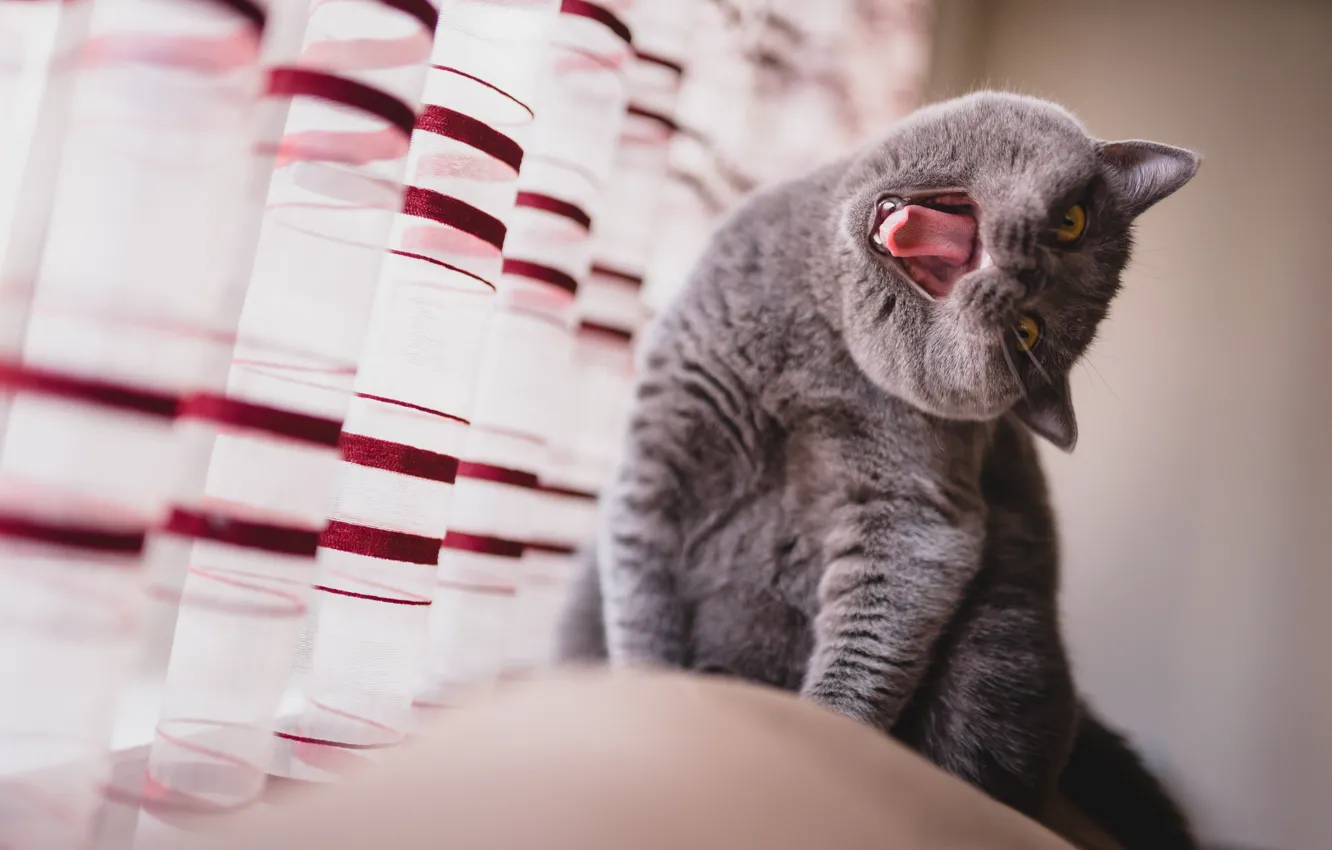 Photo wallpaper language, cat, cat, look, pose, grey, window, mouth