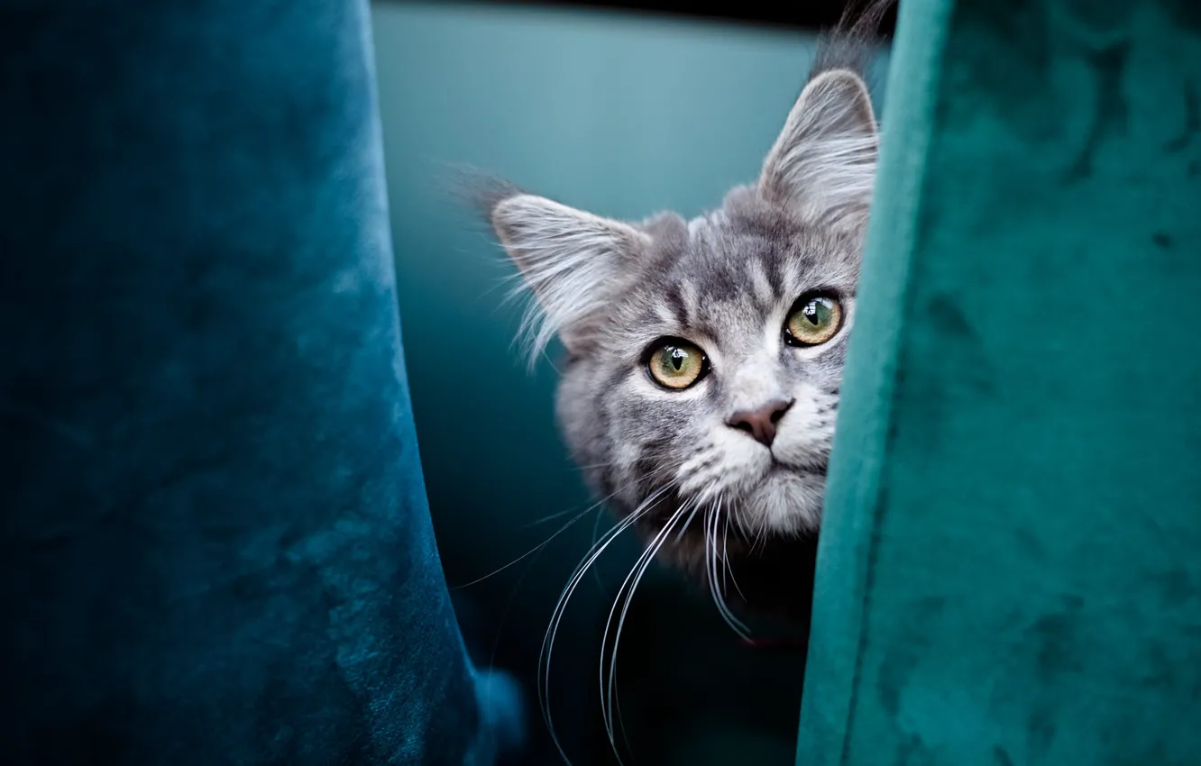 Photo wallpaper cat, cat, look, pose, grey, portrait, chair, face