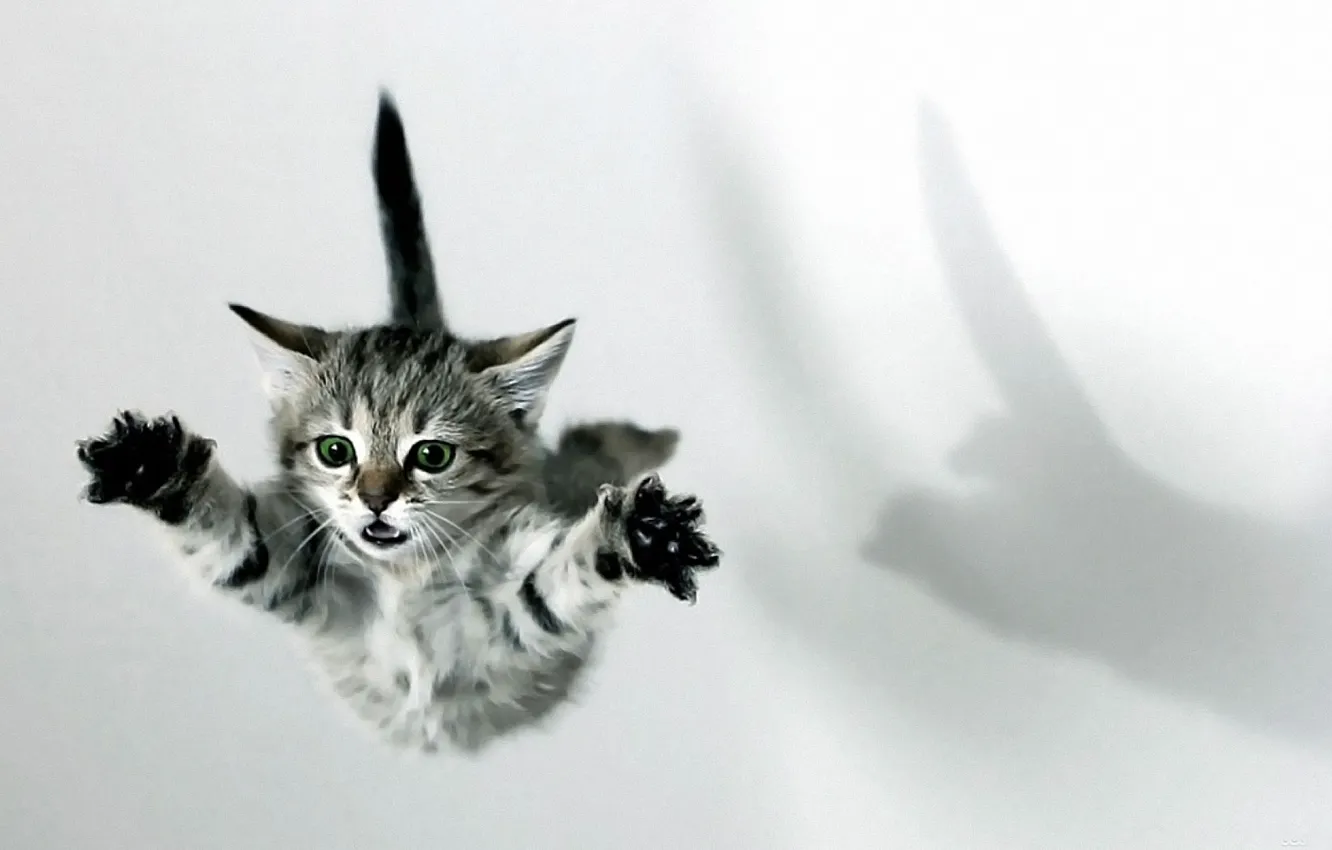 Photo wallpaper flight, paws, kitty, shock