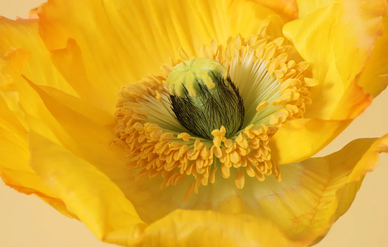 Photo wallpaper flowers, Mac, petals