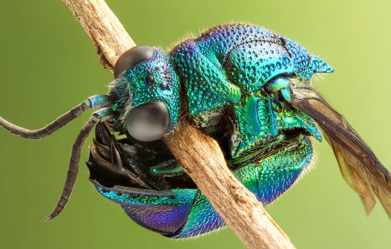 Photo wallpaper macro, OSA, insect