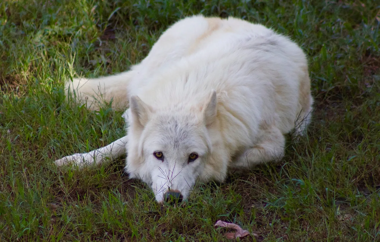 Photo wallpaper fantasy, Predator, nature, art, snow, face, animal, wolf
