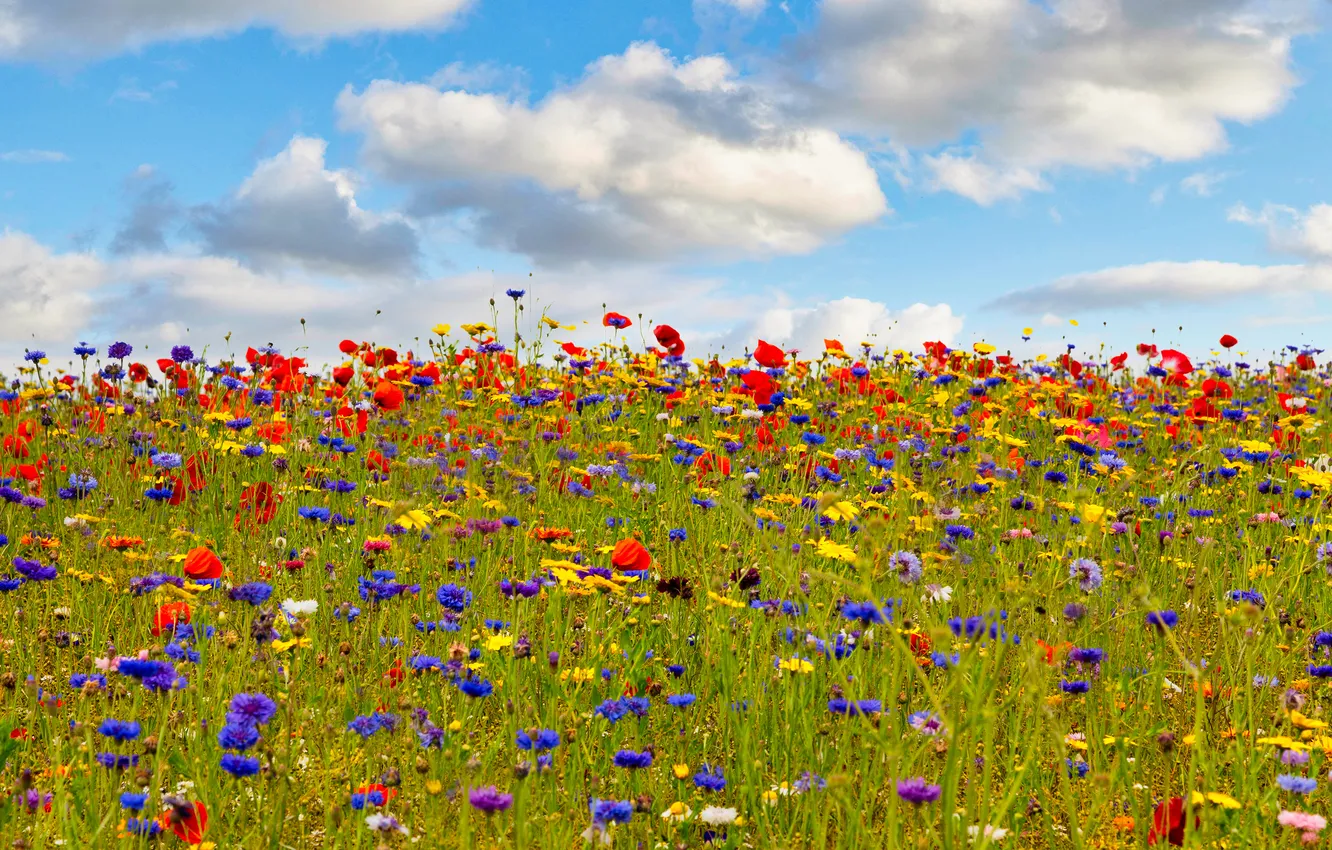 Photo wallpaper field, flowers, Maki