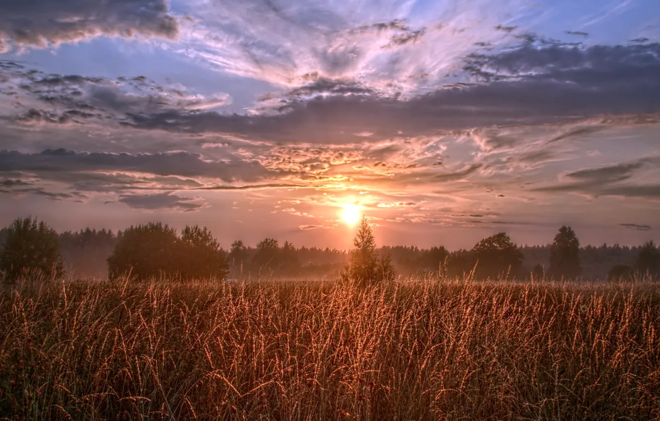 Photo wallpaper field, summer, sunset