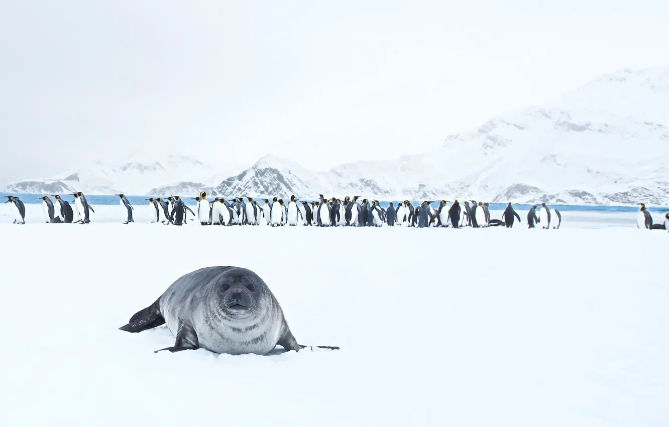 Photo wallpaper nature, King Penguins, Seal