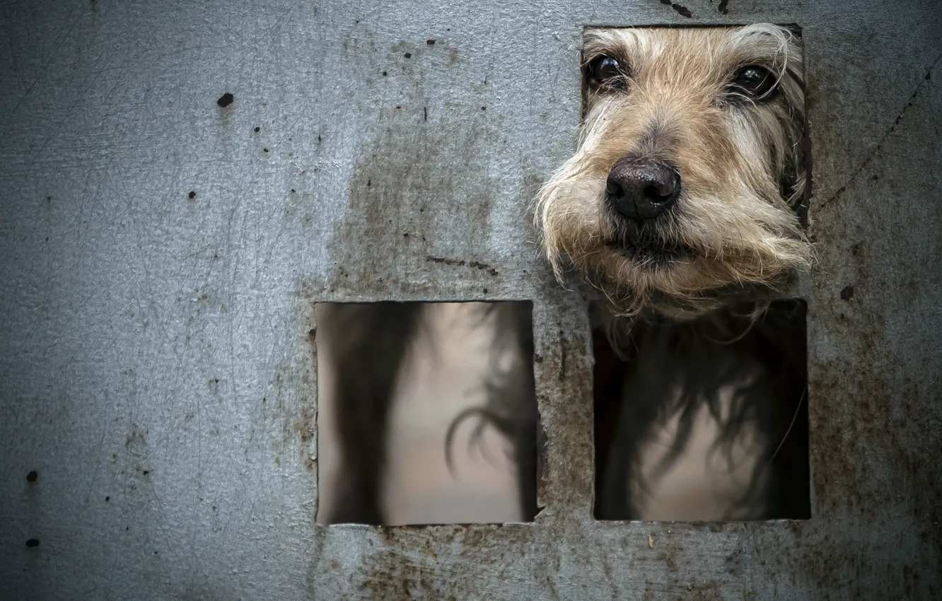 Photo wallpaper look, each, dog, the door