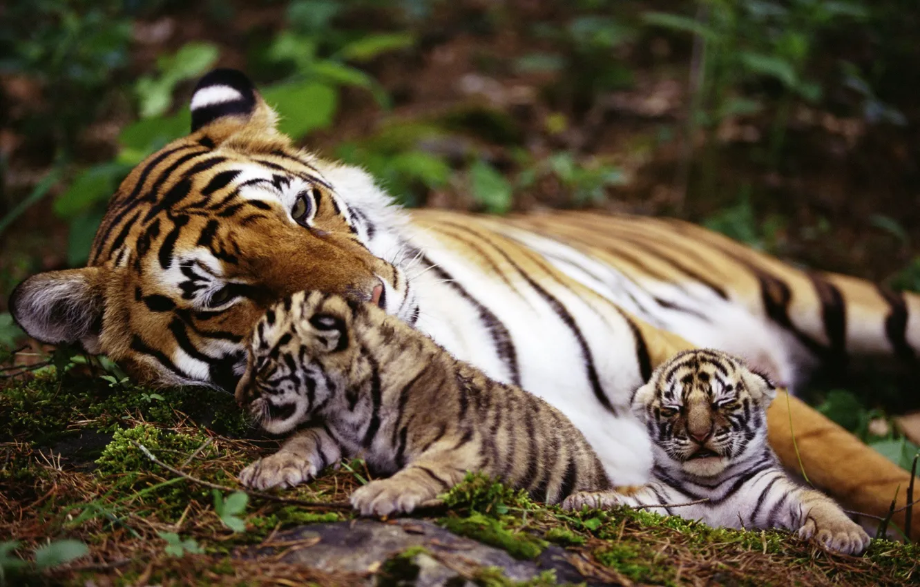 Photo wallpaper nature, tiger, animal, animals, nature, tigers