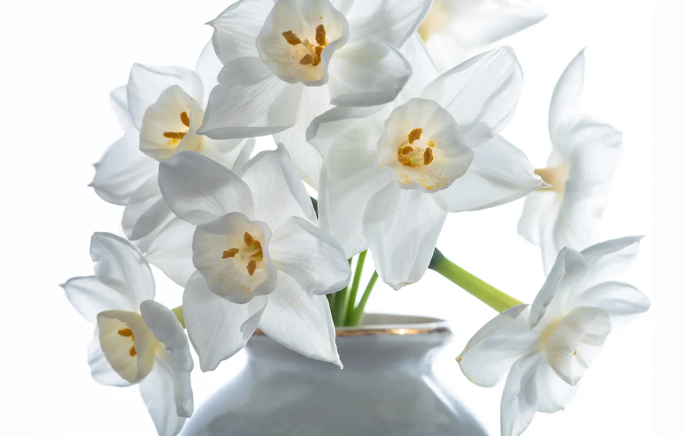 Photo wallpaper flowers, white, daffodils
