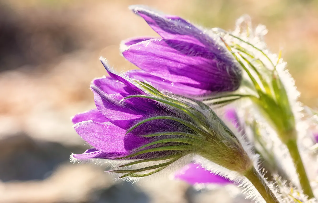 Photo wallpaper light, flowers, spring, pink, Duo, anemones