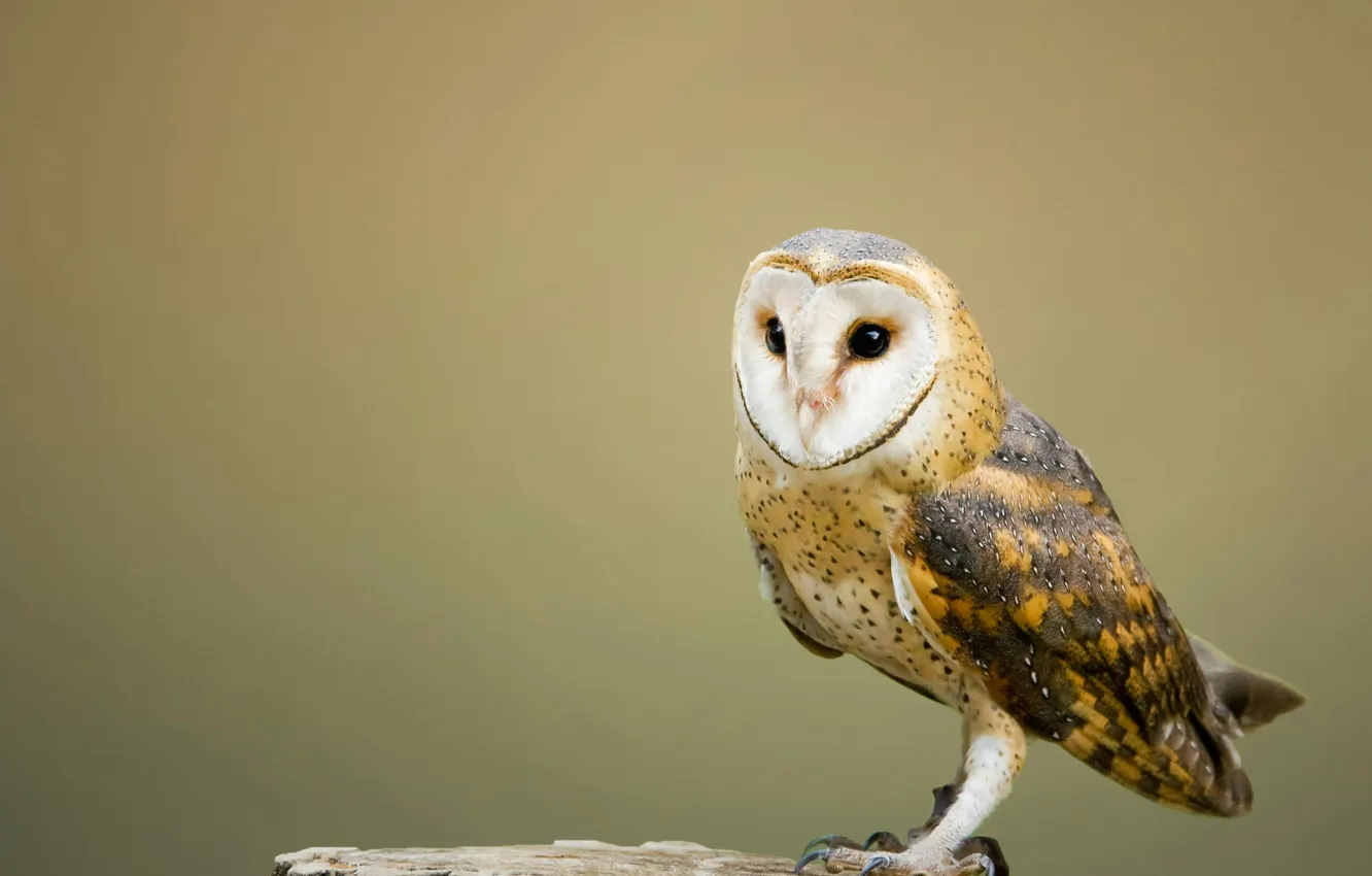 Photo wallpaper look, nature, pose, owl, bird, the barn owl, beige background