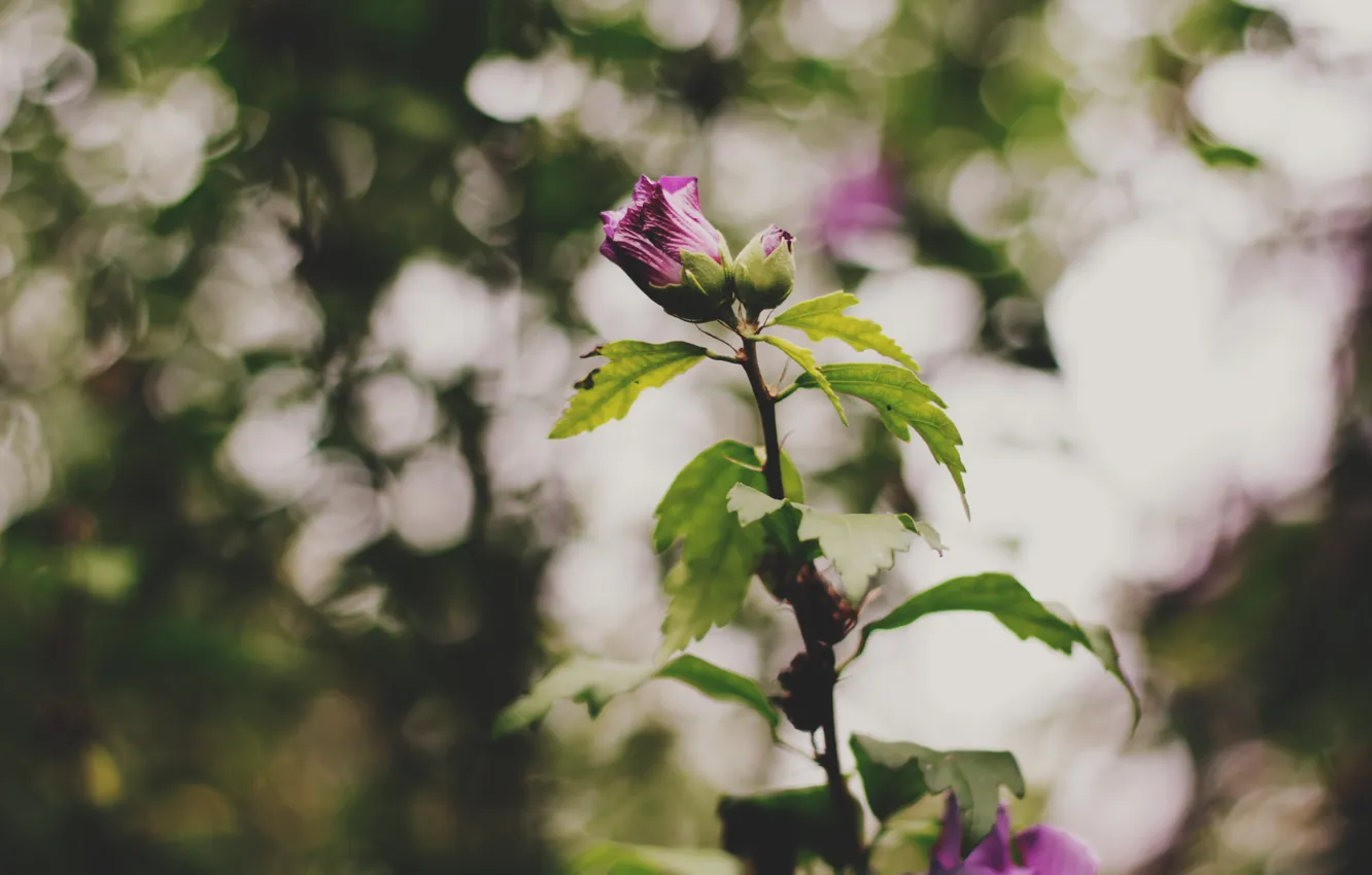 Photo wallpaper flowers, petals, pink