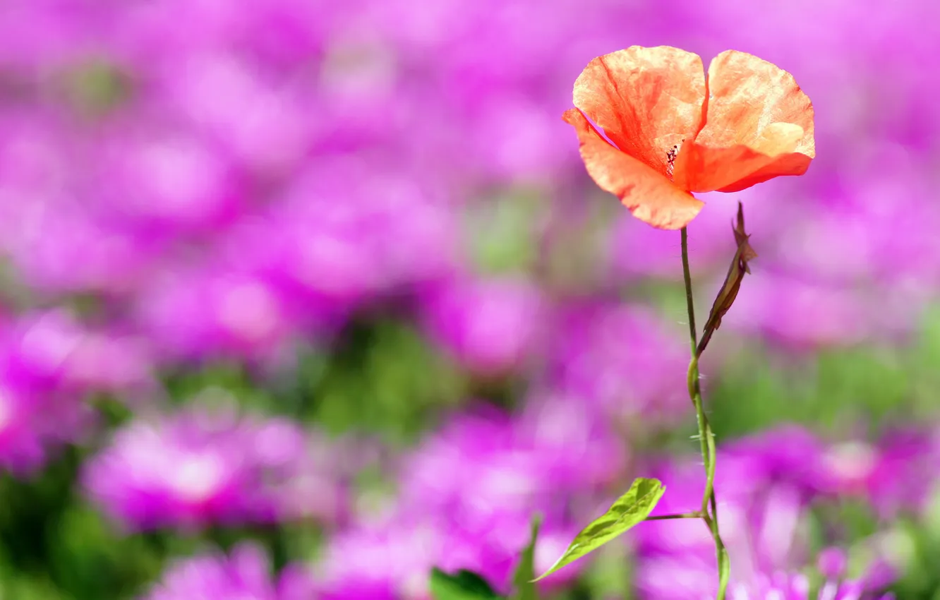 Photo wallpaper red, background, Mac