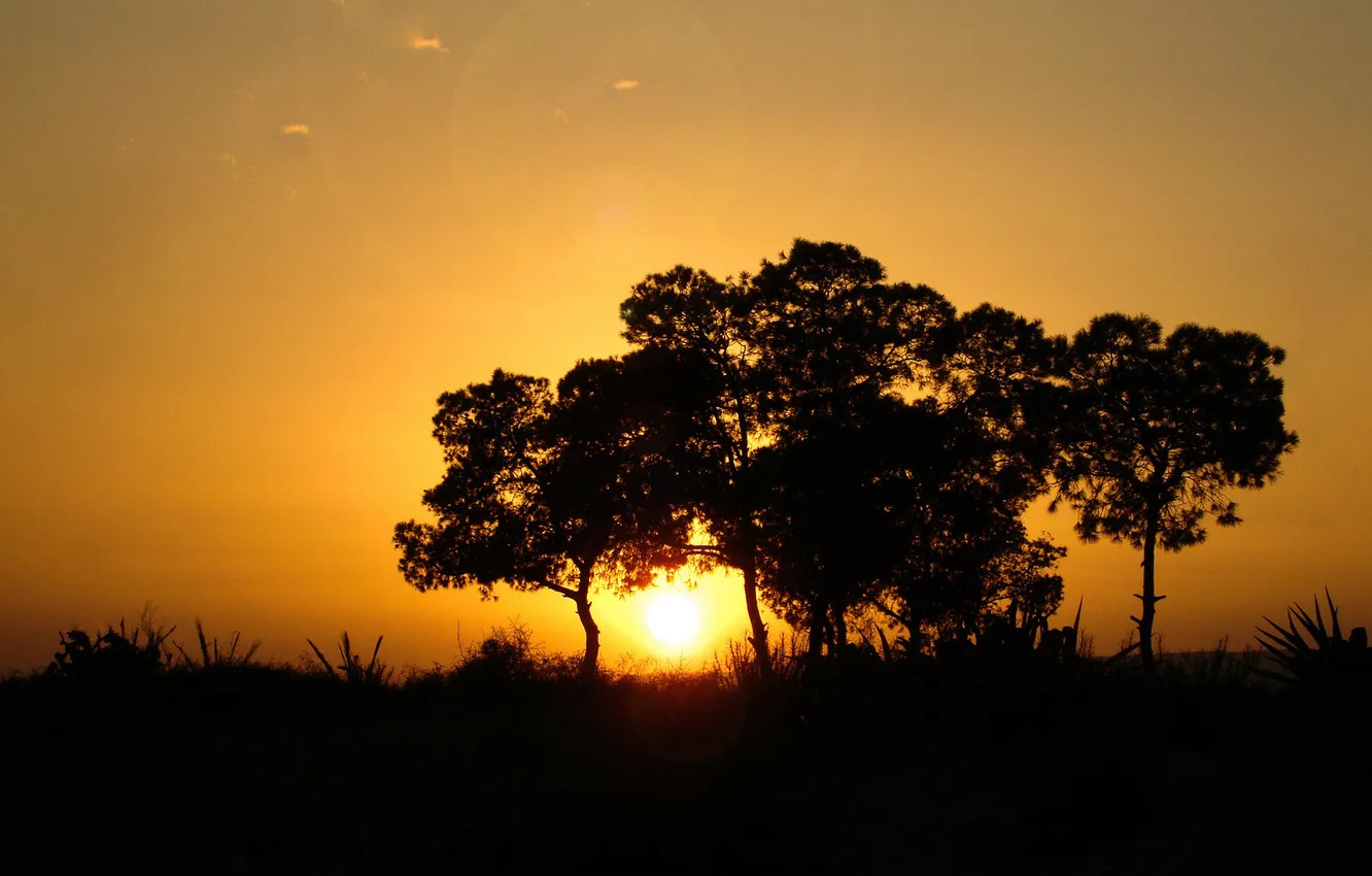 Photo wallpaper the sun, trees, landscape, photo, dello