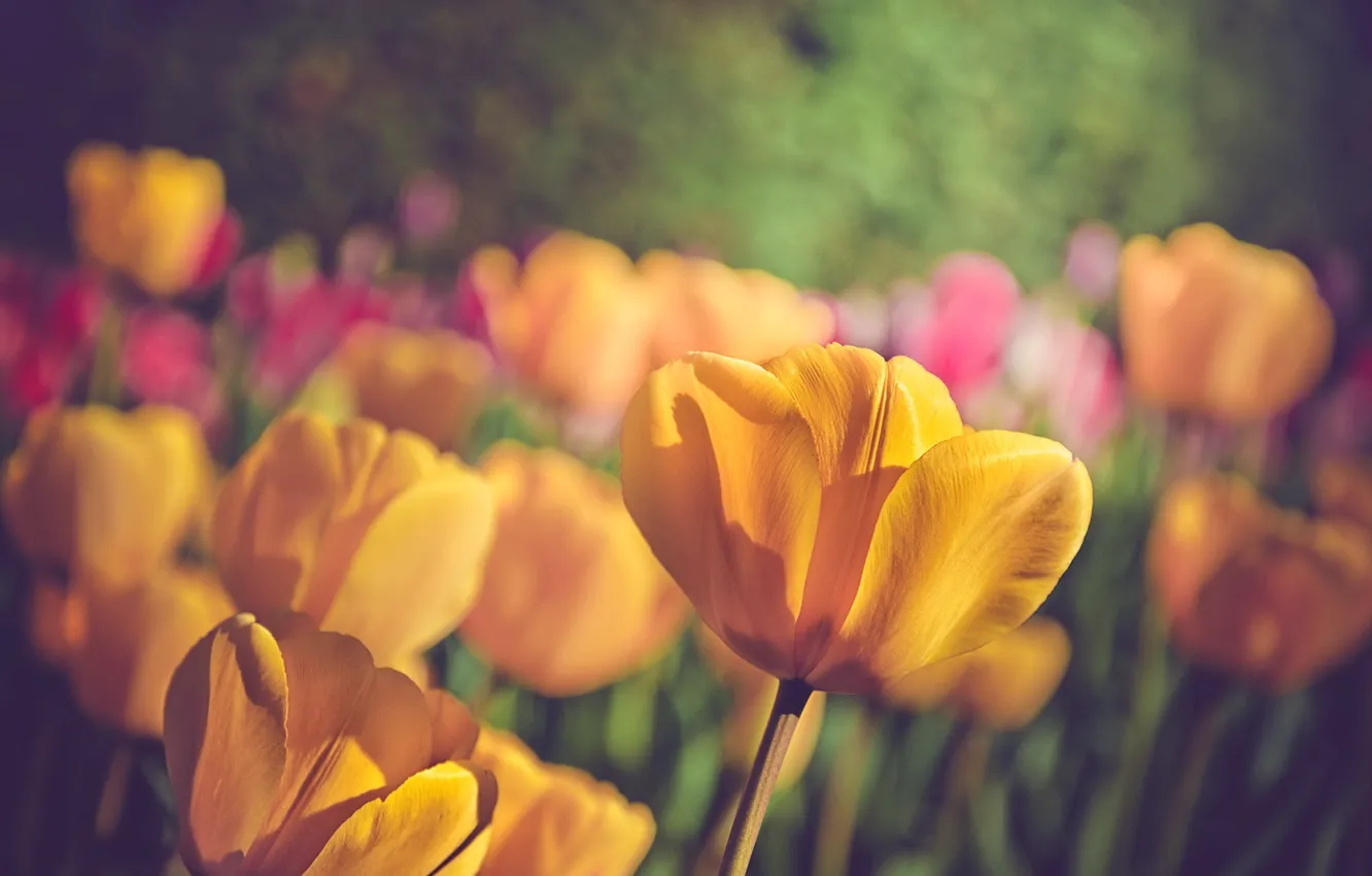 Photo wallpaper summer, flowers, tulips
