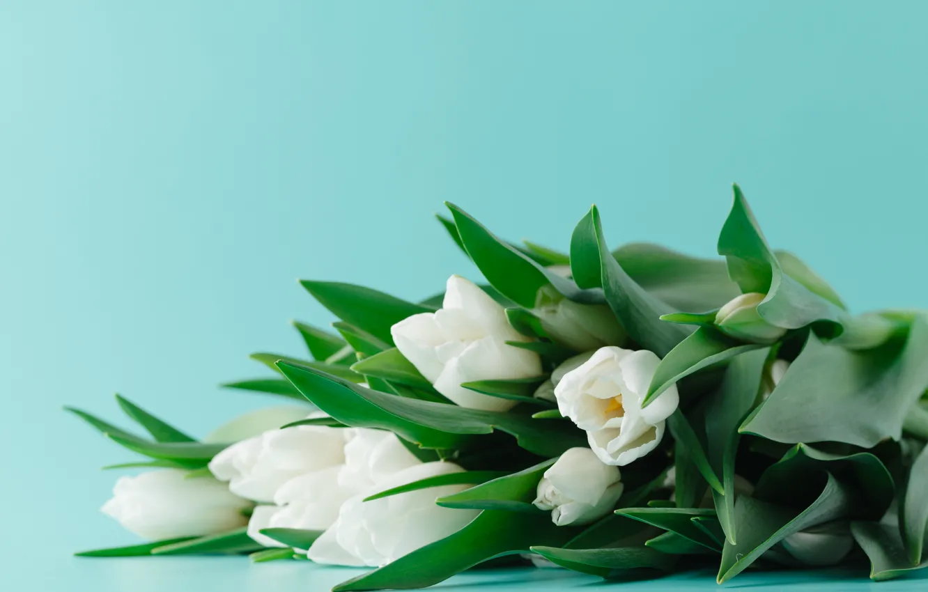 Photo wallpaper background, blue, tulips, white, Andrey Cherkasov