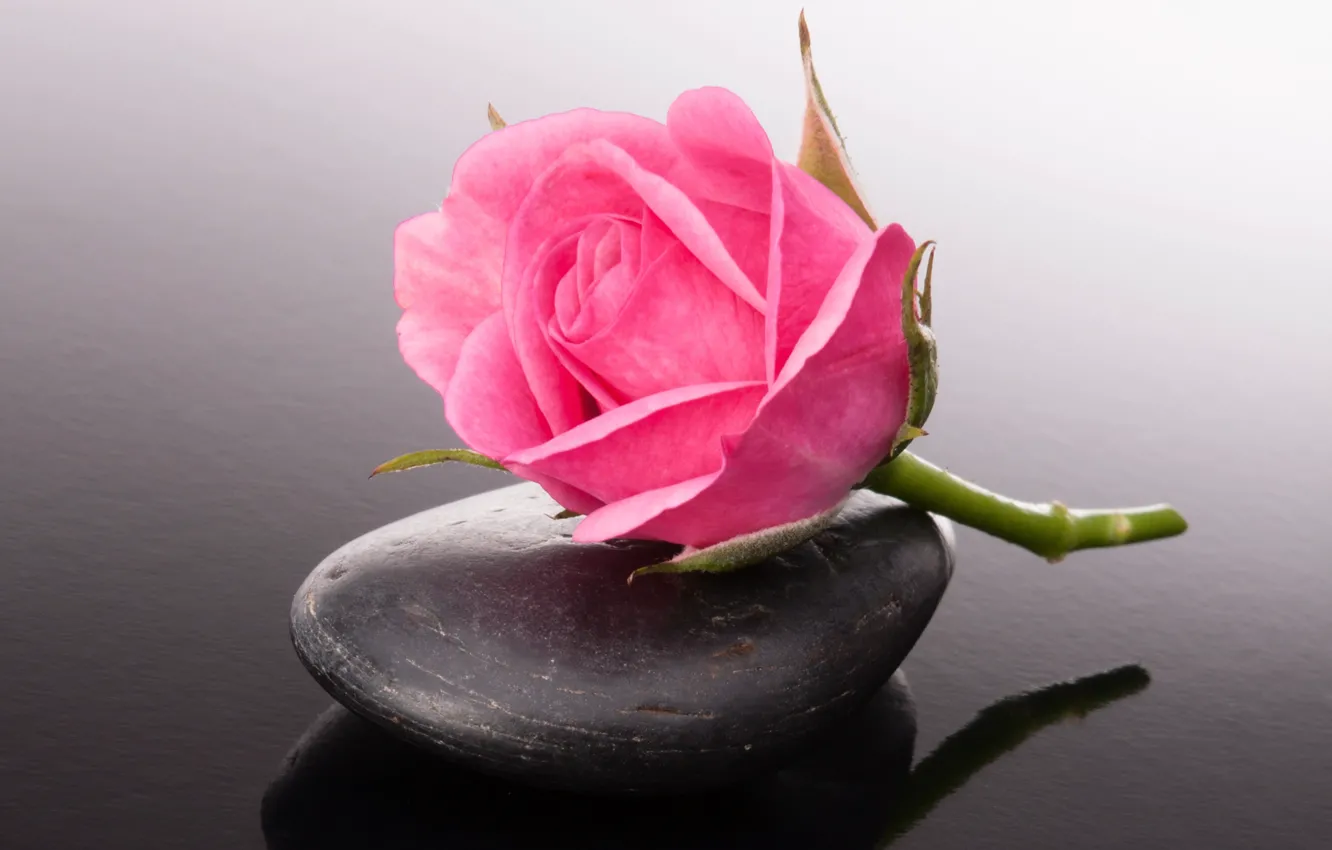 Photo wallpaper flowers, buds, pebbles, pink rose