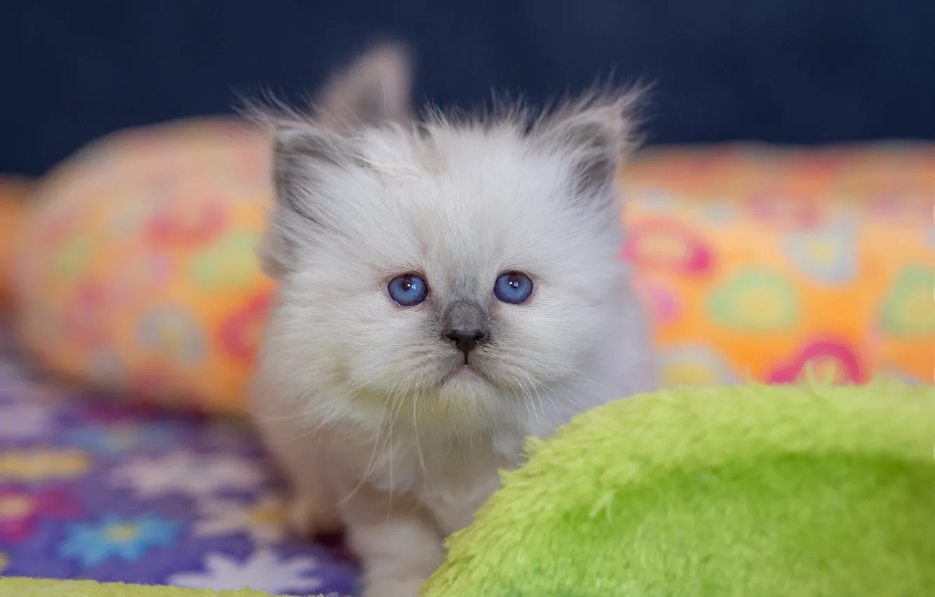 Photo wallpaper cat, white, look, sweetheart, portrait, baby, fabric, fur