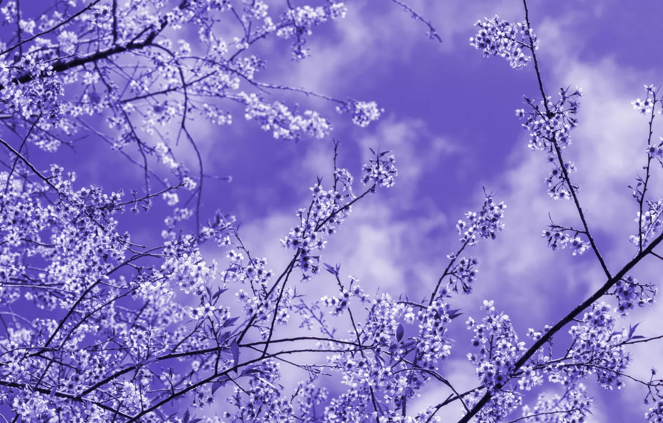 Photo wallpaper nature, beauty, lavender, blossoms