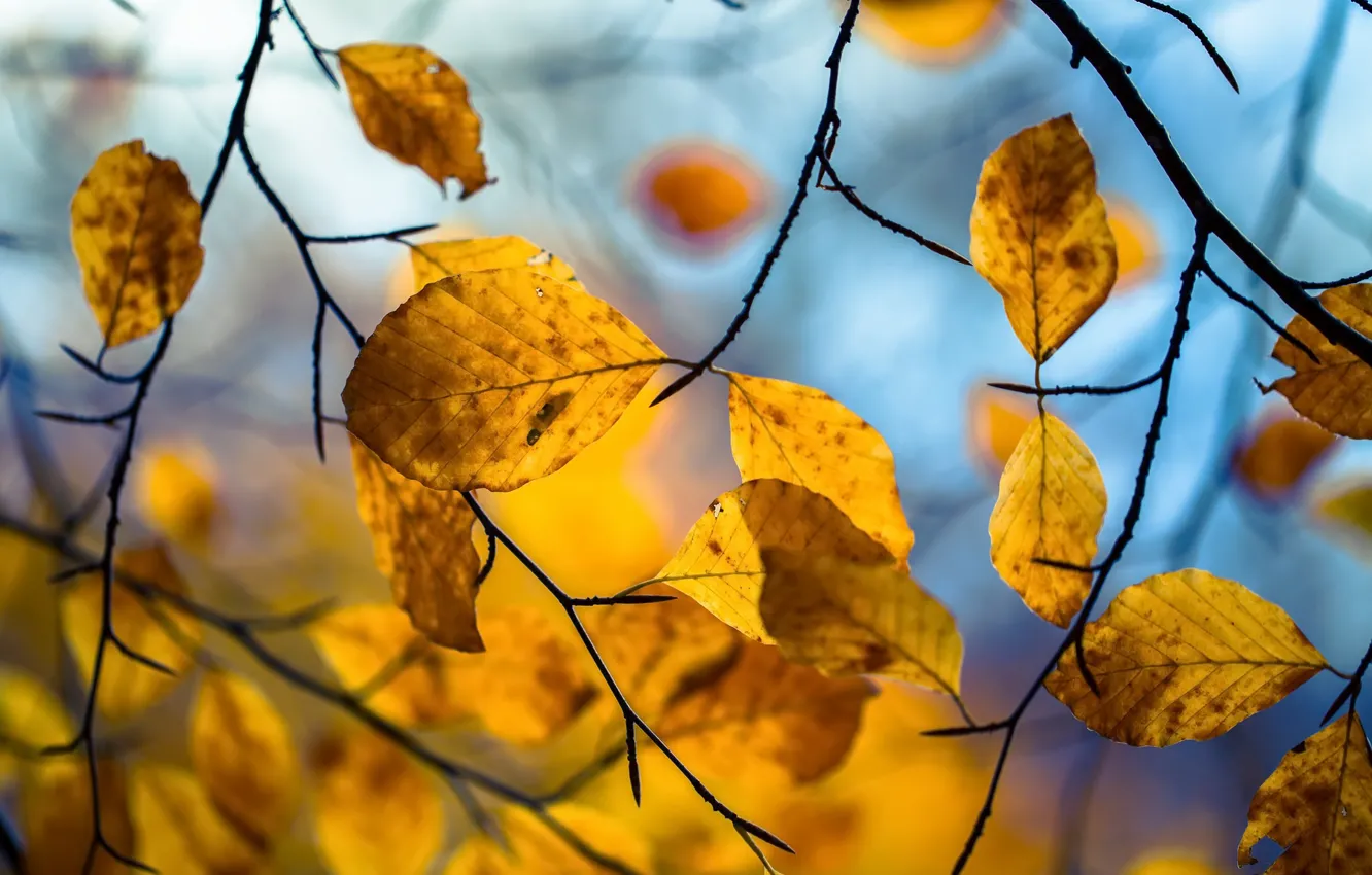 Photo wallpaper autumn, leaves, nature