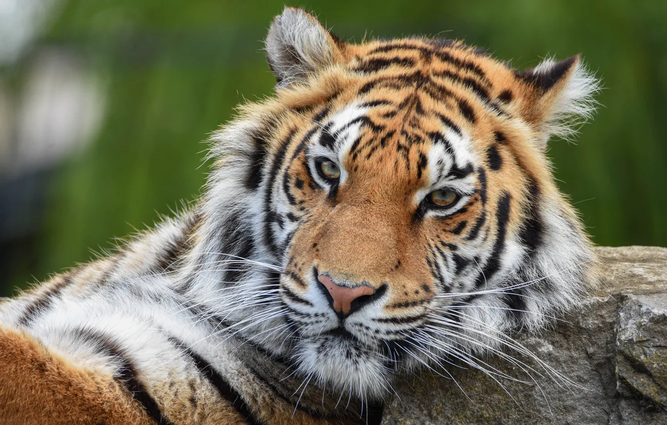 Photo wallpaper look, face, close-up, tiger, portrait, lies, handsome, bokeh