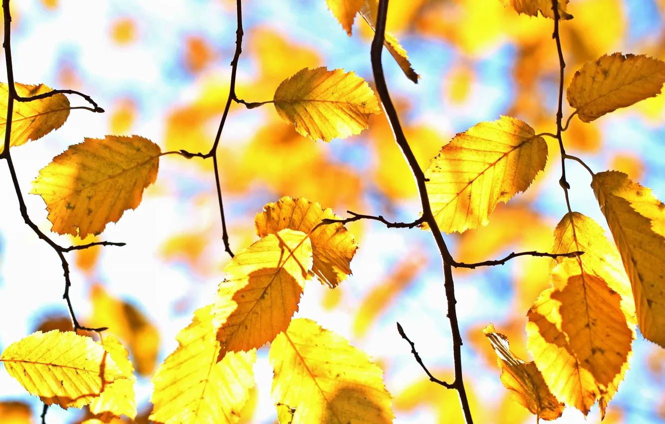 Photo wallpaper autumn, light, branches, yellow, bokeh, autumn leaves