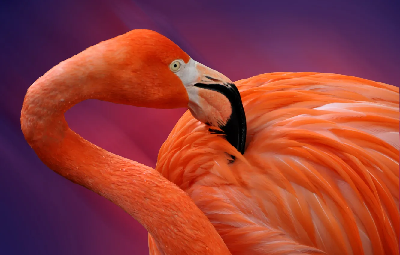 Photo wallpaper bird, feathers, beak, Flamingo
