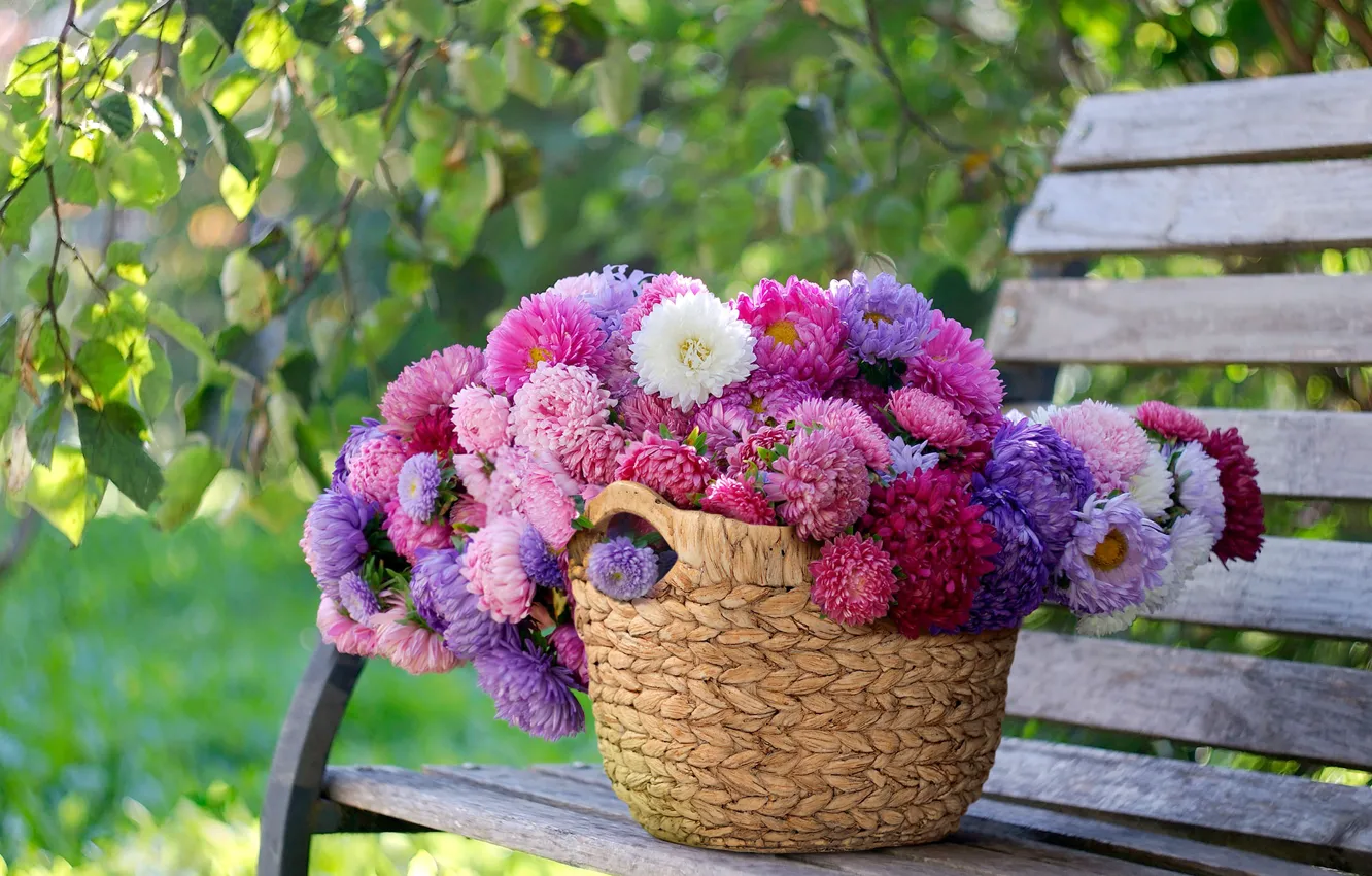 Photo wallpaper flowers, bench, Park, foliage, bouquet, shop, pink, white