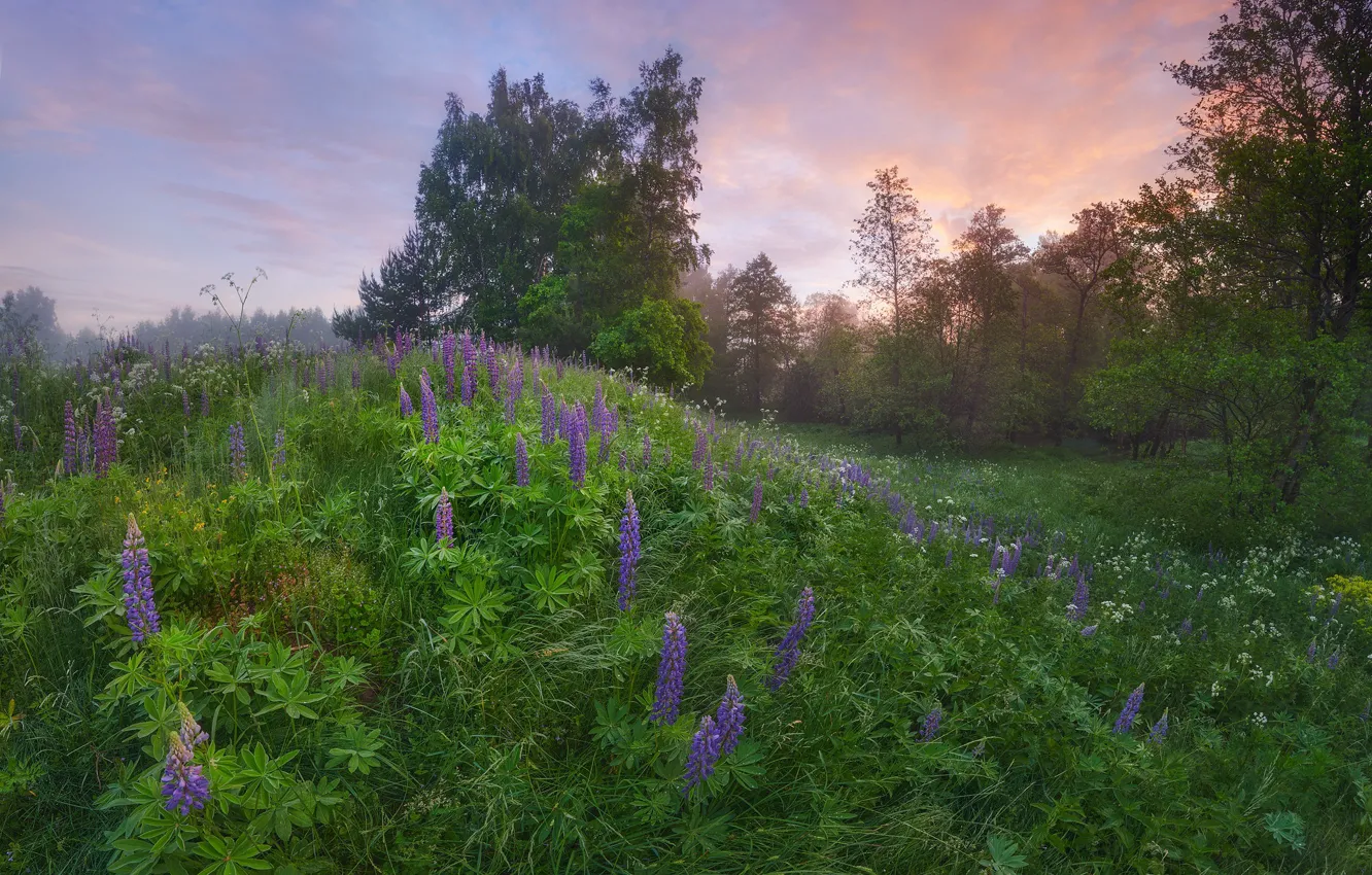 Photo wallpaper flowers, hills, lupins