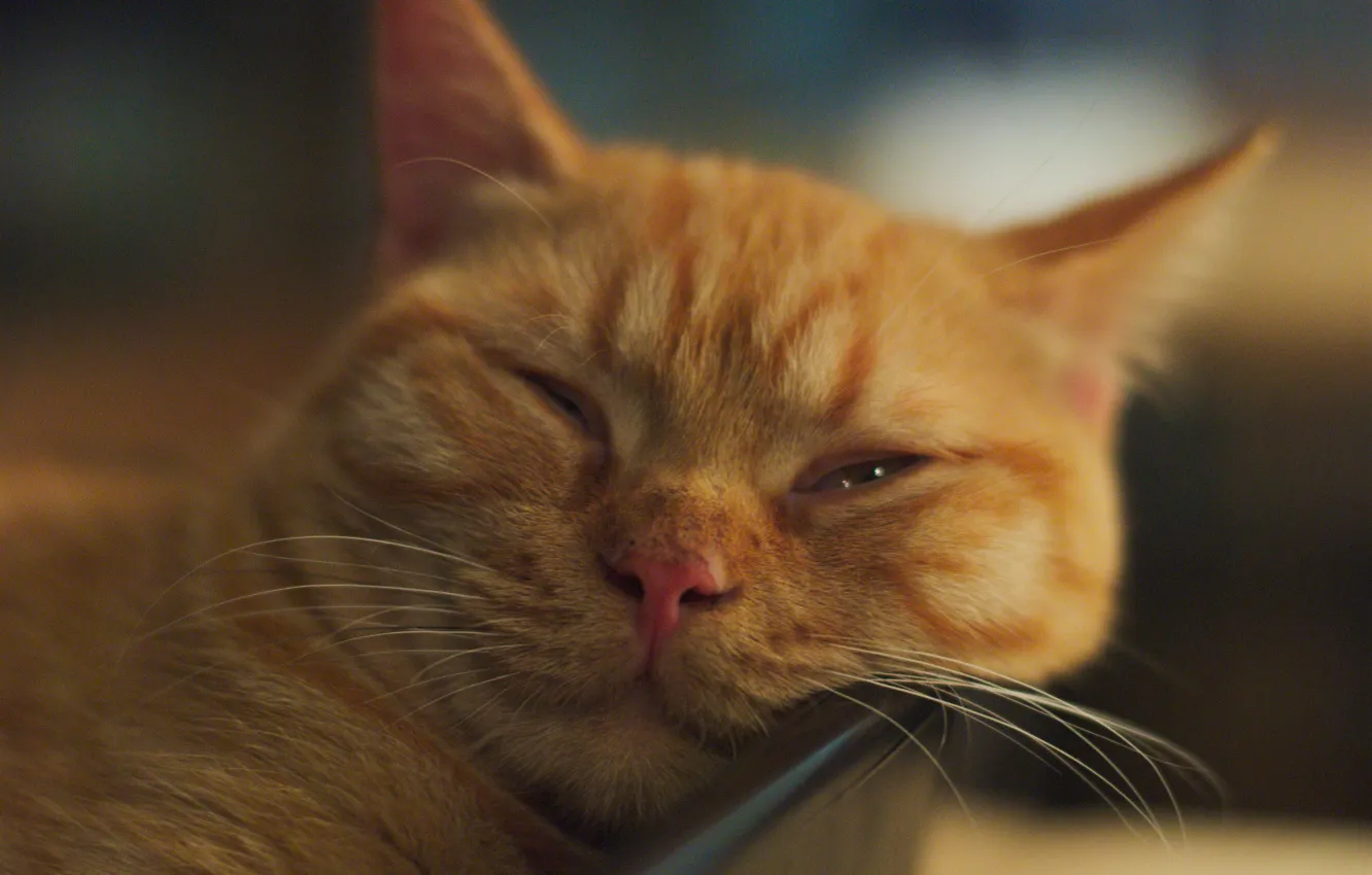 Photo wallpaper cat, animal, falls asleep