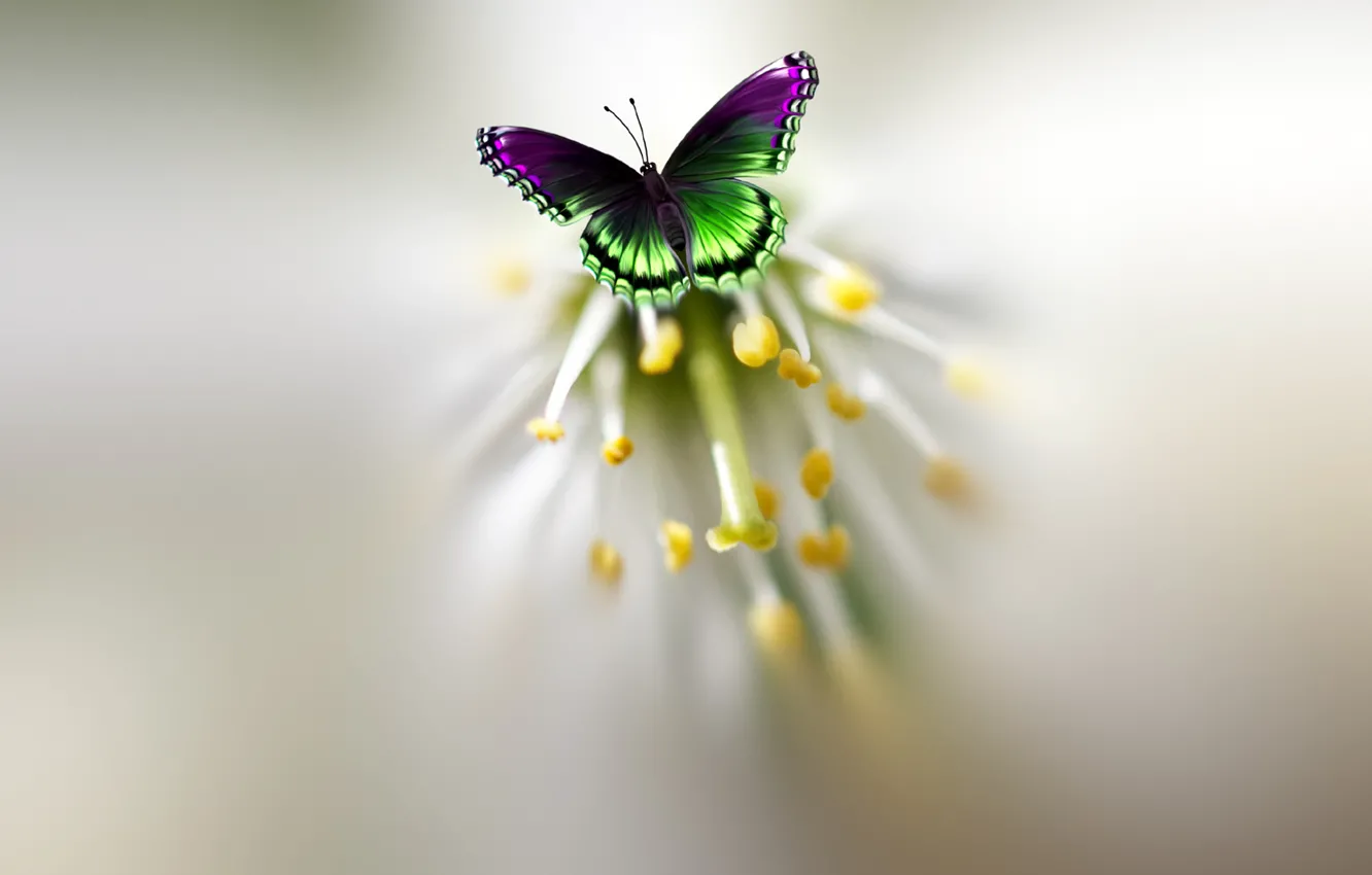 Photo wallpaper flowers, butterfly, beautiful, motley, Josep Sumalla