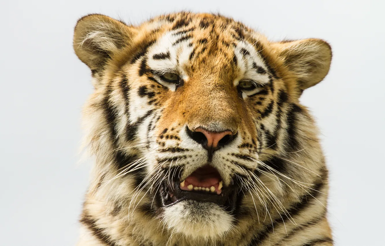 Photo wallpaper cat, look, face, tiger, the Amur tiger